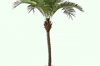 Пальма финиковая